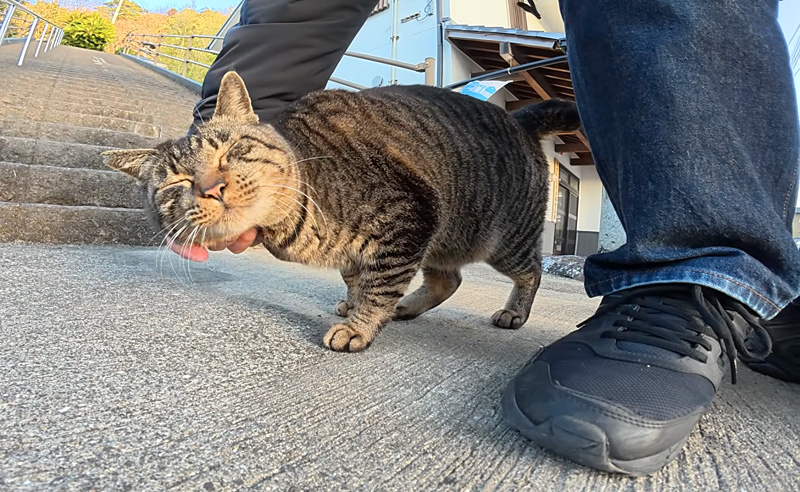 神社で歓迎してくれた猫