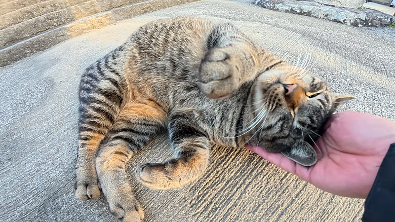 ナデナデ好きの猫