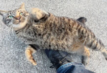 神社で歓迎してくれた猫