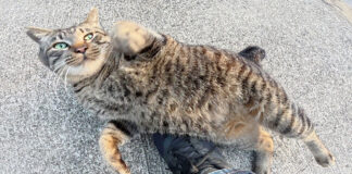 神社で歓迎してくれた猫