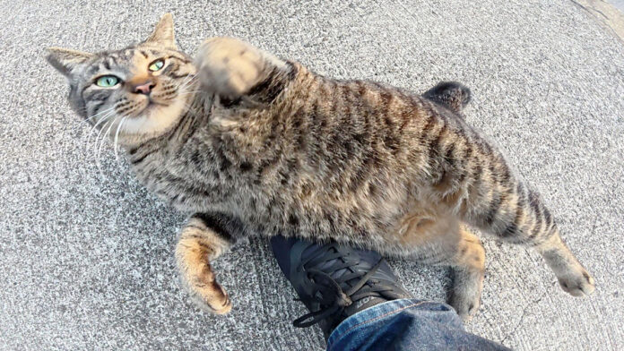 jinjakange_neko_title 神社で歓迎してくれた猫