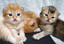 ジッと見つめてくる子猫達