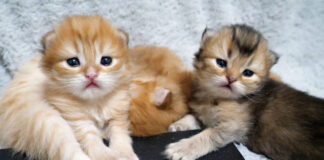 ジッと見つめてくる子猫達