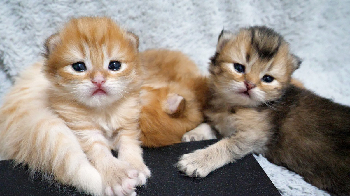 一度目が合うと、ジッとこちらを見つめ続ける子猫達が可愛い (*´ω