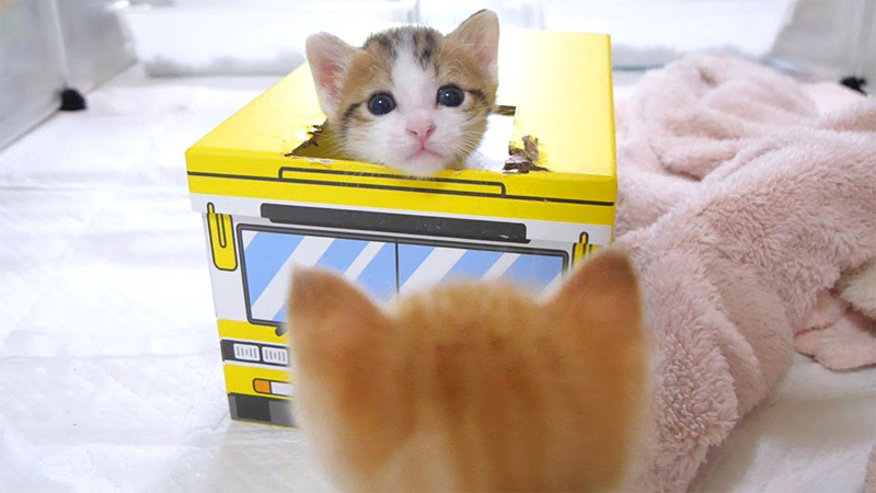 バスで遊ぶ子猫