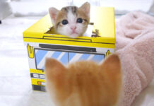 バスで遊ぶ子猫