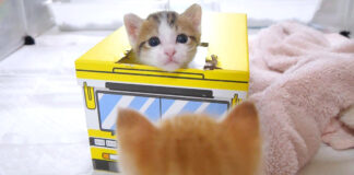 バスで遊ぶ子猫