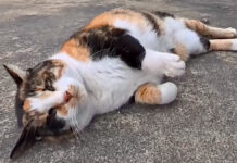 ゴロンゴロンする猫