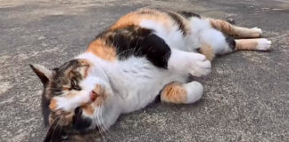 ゴロンゴロンする猫