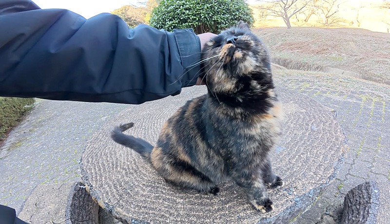 ナデナデされる猫