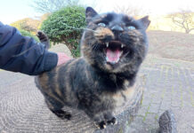 ナデナデされる猫