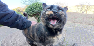 ナデナデされる猫