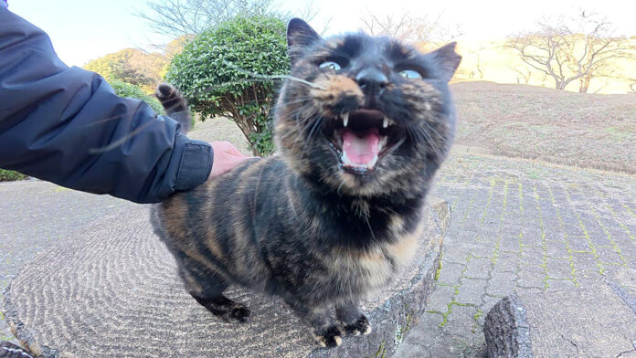 ナデナデされる猫