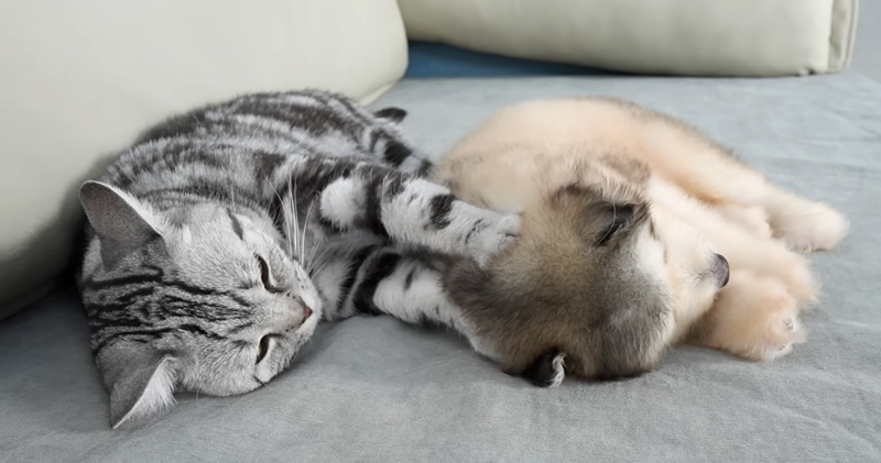 子犬に愛情を注ぐ猫