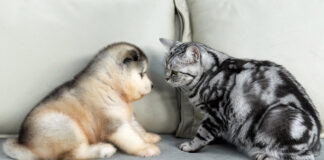 子犬と初めて会った猫