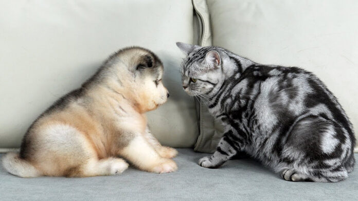 子犬と初めて会った猫