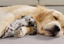 ゴールデンレトリバーに寄り添う子猫