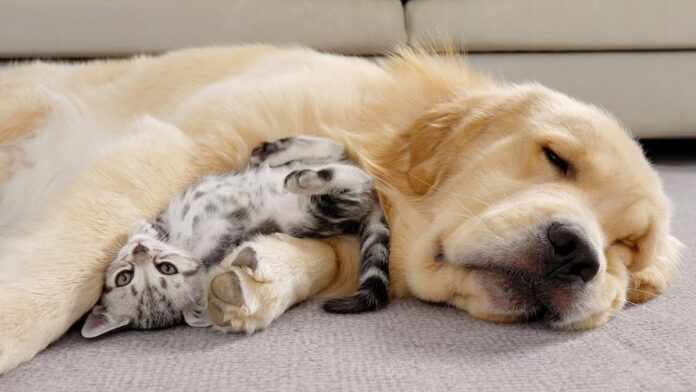 ゴールデンレトリバーに寄り添う子猫