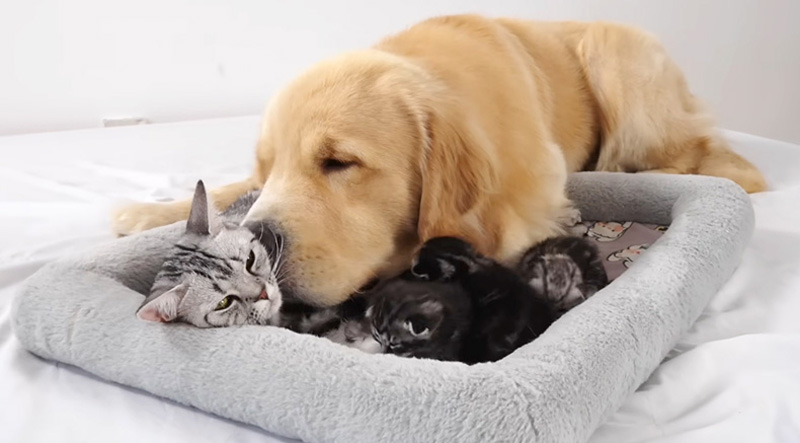 猫の親子が気になるレトリバー