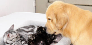 猫の親子が気になるレトリバー