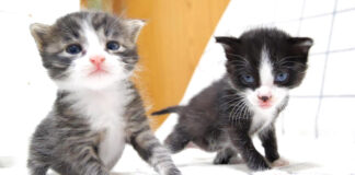 保護された子猫達