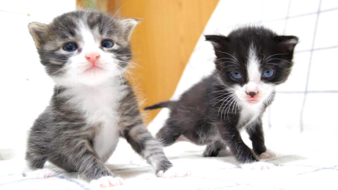 kurukurumaki_neko_title 保護された子猫達