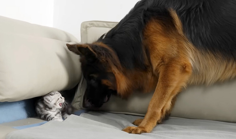 犬を威嚇する子猫