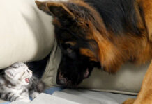 犬を威嚇する子猫