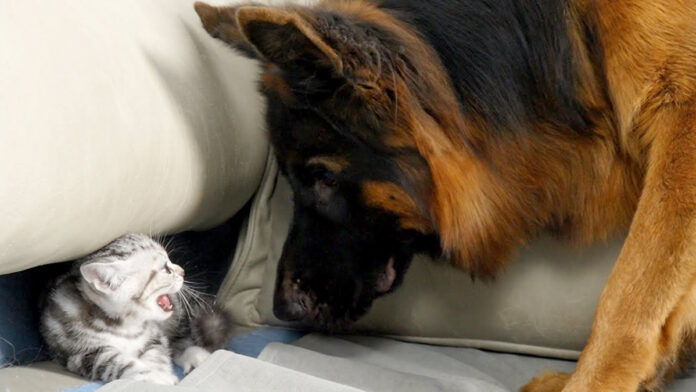 犬を威嚇する子猫