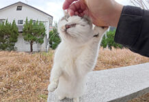 立ち上がってキュルキュルと鳴きながら甘えてくる水玉模様の猫さんが可愛い♪ ナデナデを堪能する猫