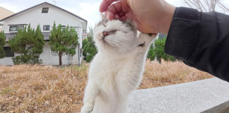 ナデナデを堪能する猫