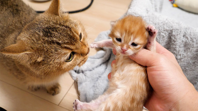 目が開いてきた子猫