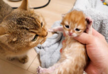 目が開いてきた子猫