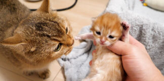 目が開いてきた子猫