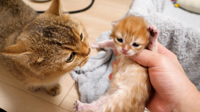 目が開いてきた子猫