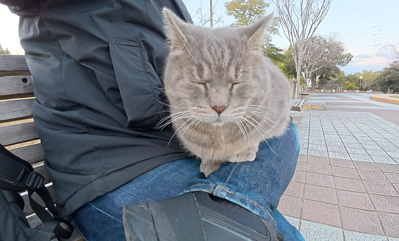 膝の上でくつろぐ猫