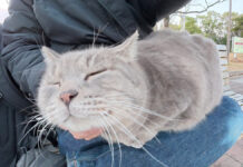 膝の上でナデナデされる猫