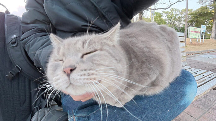 膝の上でナデナデされる猫