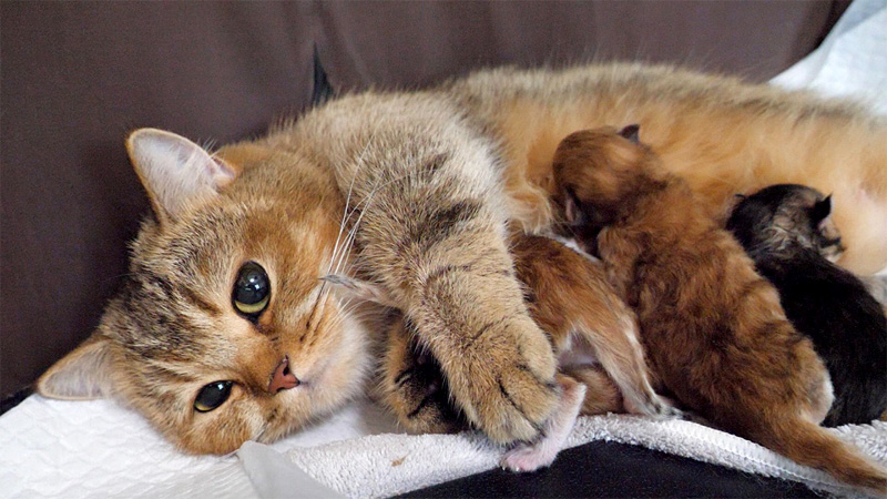 子猫を抱きしめる母猫