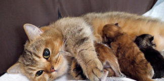 子猫を抱きしめる母猫