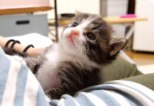 膝の上で甘える子猫