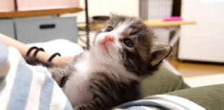 膝の上で甘える子猫