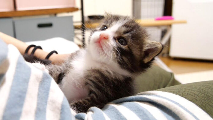 膝の上で甘える子猫