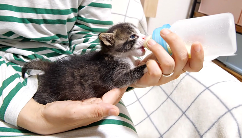 ミルクを飲む子猫