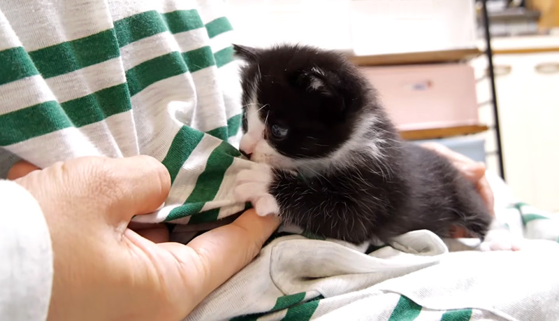 ママを独り占めする子猫