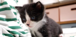 ママを独り占めする子猫