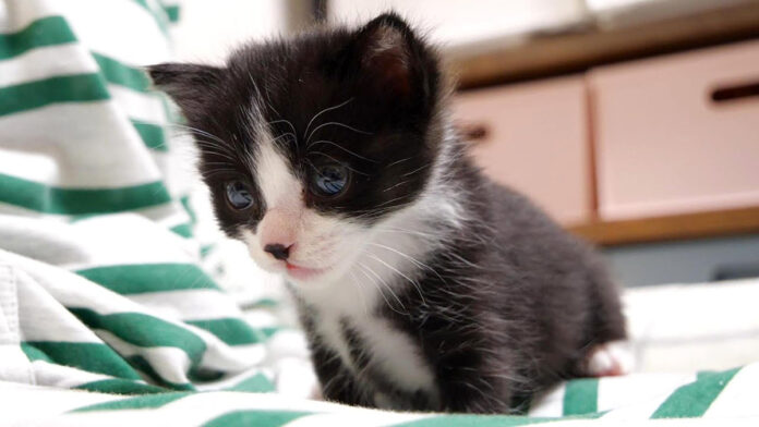 ママを独り占めする子猫