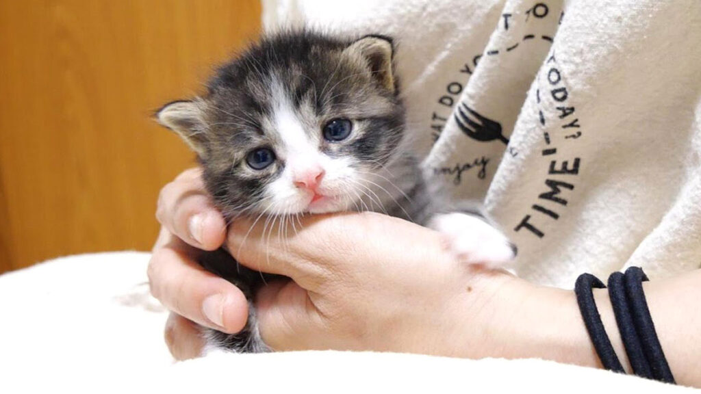 ミルク！ミルク！」と可愛い声でおなだりする子猫。お腹が満足すると