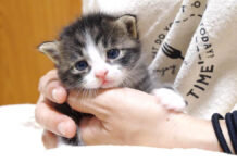 抱っこされる子猫