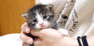 抱っこされる子猫